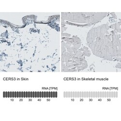 LASS3 Antibody, Novus Biologicals:Antibodies:Primary Antibodies