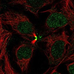 LBX2 Antibody, Novus Biologicals:Antibodies:Primary Antibodies