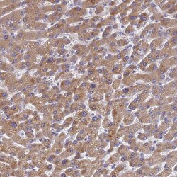 LBX2 Antibody, Novus Biologicals:Antibodies:Primary Antibodies