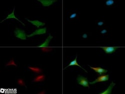 LC3A Antibody - BSA Free, Novus Biologicals 0.025mL; Unlabeled:Antibodies,