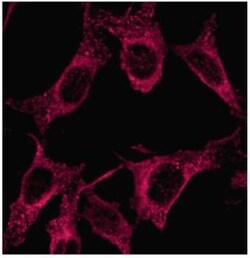 LC3A Antibody - BSA Free, Novus Biologicals 0.025mL; Unlabeled:Antibodies,