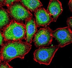 LC3A Antibody - BSA Free, Novus Biologicals:Antibodies:Primary Antibodies