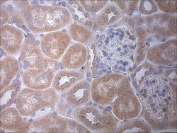 LC3A Antibody - BSA Free, Novus Biologicals 0.025mL; Unlabeled:Antibodies,