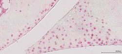 LC3A Antibody - BSA Free, Novus Biologicals 0.025mL; Unlabeled:Antibodies,