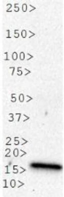 LC3A Antibody - BSA Free, Novus Biologicals 0.025mL; Unlabeled:Antibodies,