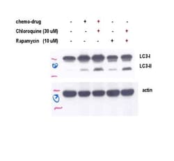 LC3A Antibody - BSA Free, Novus Biologicals 0.025mL; Unlabeled:Antibodies,