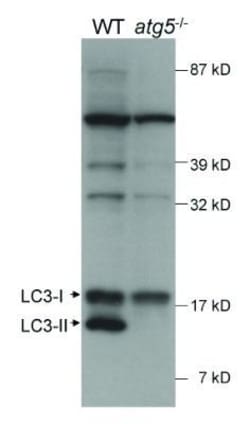LC3A Antibody - BSA Free, Novus Biologicals 0.025mL; Unlabeled:Antibodies,