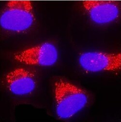 LC3B Antibody (1251A) - BSA Free, Novus Biologicals:Antibodies:Primary