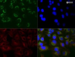 LC3B Antibody (1251A) - BSA Free, Novus Biologicals:Antibodies:Primary