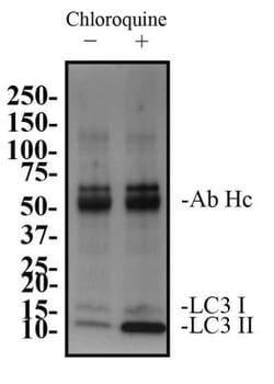 LC3B Antibody (1251A) - BSA Free, Novus Biologicals:Antibodies:Primary