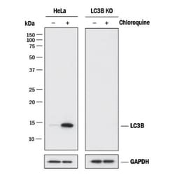 LC3B Antibody (1251A) - BSA Free, Novus Biologicals:Antibodies:Primary