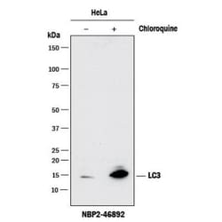 LC3B Antibody (1251A) - BSA Free, Novus Biologicals:Antibodies:Primary