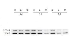 LC3B Antibody (1251A) - BSA Free, Novus Biologicals:Antibodies:Primary