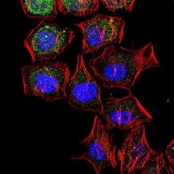 LC3B Antibody - BSA Free, Novus Biologicals 0.025mL; Unlabeled:Antibodies,