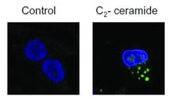 LC3B Antibody - BSA Free, Novus Biologicals 0.025mL; Unlabeled:Antibodies,
