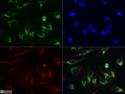 LC3B Antibody - BSA Free, Novus Biologicals 0.025mL; Unlabeled:Antibodies,