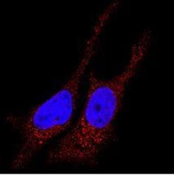 LC3B Antibody - BSA Free, Novus Biologicals 0.025mL; Unlabeled:Antibodies,
