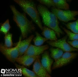 LC3B Antibody - BSA Free, Novus Biologicals 0.025mL; Unlabeled:Antibodies,