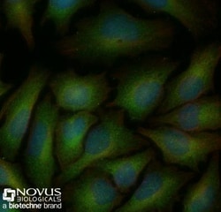 LC3B Antibody - BSA Free, Novus Biologicals 0.025mL; Unlabeled:Antibodies,