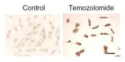 LC3B Antibody - BSA Free, Novus Biologicals 0.025mL; Unlabeled:Antibodies,