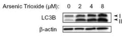 LC3B Antibody - BSA Free, Novus Biologicals 0.025mL; Unlabeled:Antibodies,
