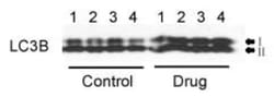 LC3B Antibody - BSA Free, Novus Biologicals 0.025mL; Unlabeled:Antibodies,
