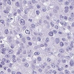LCN15 Antibody, Novus Biologicals:Antibodies:Primary Antibodies
