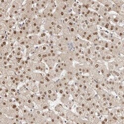 LCORL Antibody, Novus Biologicals 25 &mu;L | Buy Online | Novus Biologicals | Fisher Scientific