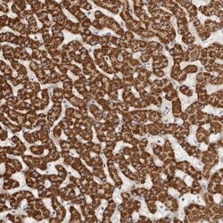 LCORL Antibody, Novus Biologicals 0.1mL; Unlabeled:Antibodies, Polyclonal