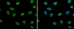 LDB1 Antibody, Novus Biologicals 0.1mL; Unlabeled:Antibodies, Polyclonal