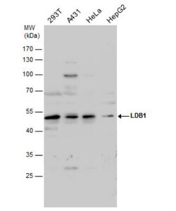 LDB1 Antibody, Novus Biologicals 0.1mL; Unlabeled:Antibodies, Polyclonal