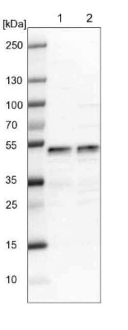 LDB1 Antibody, Novus Biologicals:Antibodies:Primary Antibodies