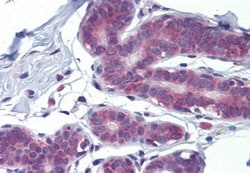 LDOC1 Antibody, Novus Biologicals 0.05mg; Unlabeled:Antibodies, Polyclonal