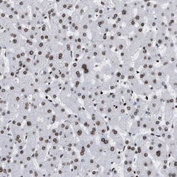 LEDGF Antibody, Novus Biologicals 25 &mu;L; Unlabeled:Antibodies, Polyclonal
