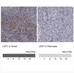 LEF1 Antibody, Novus Biologicals:Antibodies:Primary Antibodies