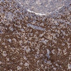 LEF1 Antibody, Novus Biologicals 0.1mL; Unlabeled:Antibodies, Polyclonal