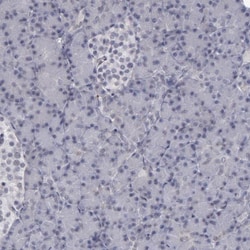 LEF1 Antibody, Novus Biologicals 0.1mL; Unlabeled:Antibodies, Polyclonal