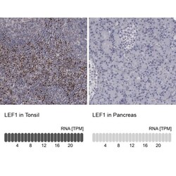 LEF1 Antibody, Novus Biologicals 0.1mL; Unlabeled:Antibodies, Polyclonal