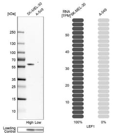 LEF1 Antibody, Novus Biologicals 0.1mL; Unlabeled:Antibodies, Polyclonal