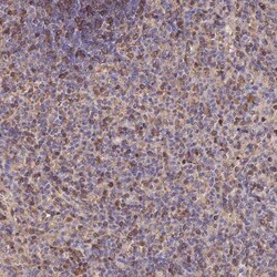 LENG8 Antibody, Novus Biologicals 25 &mu;L; Unlabeled:Antibodies, Polyclonal