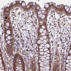 LEO1 Antibody, Novus Biologicals:Antibodies:Primary Antibodies