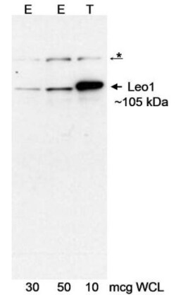 LEO1 Antibody, Novus Biologicals 0.1mL; Unlabeled:Antibodies, Polyclonal
