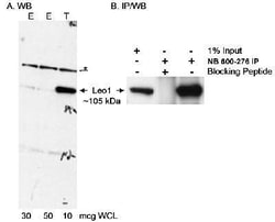 LEO1 Antibody, Novus Biologicals 0.1mL; Unlabeled:Antibodies, Polyclonal