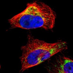 LETM1 Antibody, Novus Biologicals:Antibodies:Primary Antibodies