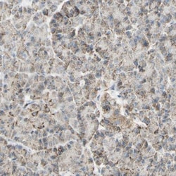 LETM1 Antibody, Novus Biologicals:Antibodies:Primary Antibodies