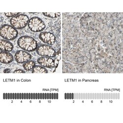 LETM1 Antibody, Novus Biologicals:Antibodies:Primary Antibodies