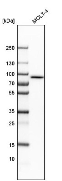 LETM1 Antibody, Novus Biologicals:Antibodies:Primary Antibodies
