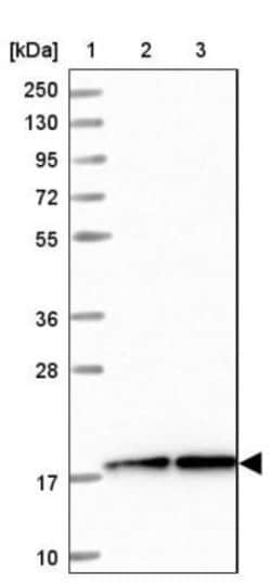 LEUTX Antibody, Novus Biologicals 25 &mu;L | Buy Online | Novus Biologicals | Fisher Scientific