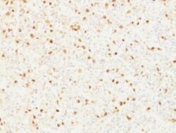 LH beta Antibody (SPM103), Novus Biologicals 0.2mg; Unlabeled:Antibodies,