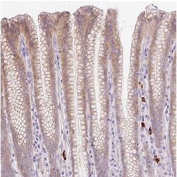 LHFPL5 Antibody, Novus Biologicals:Antibodies:Primary Antibodies